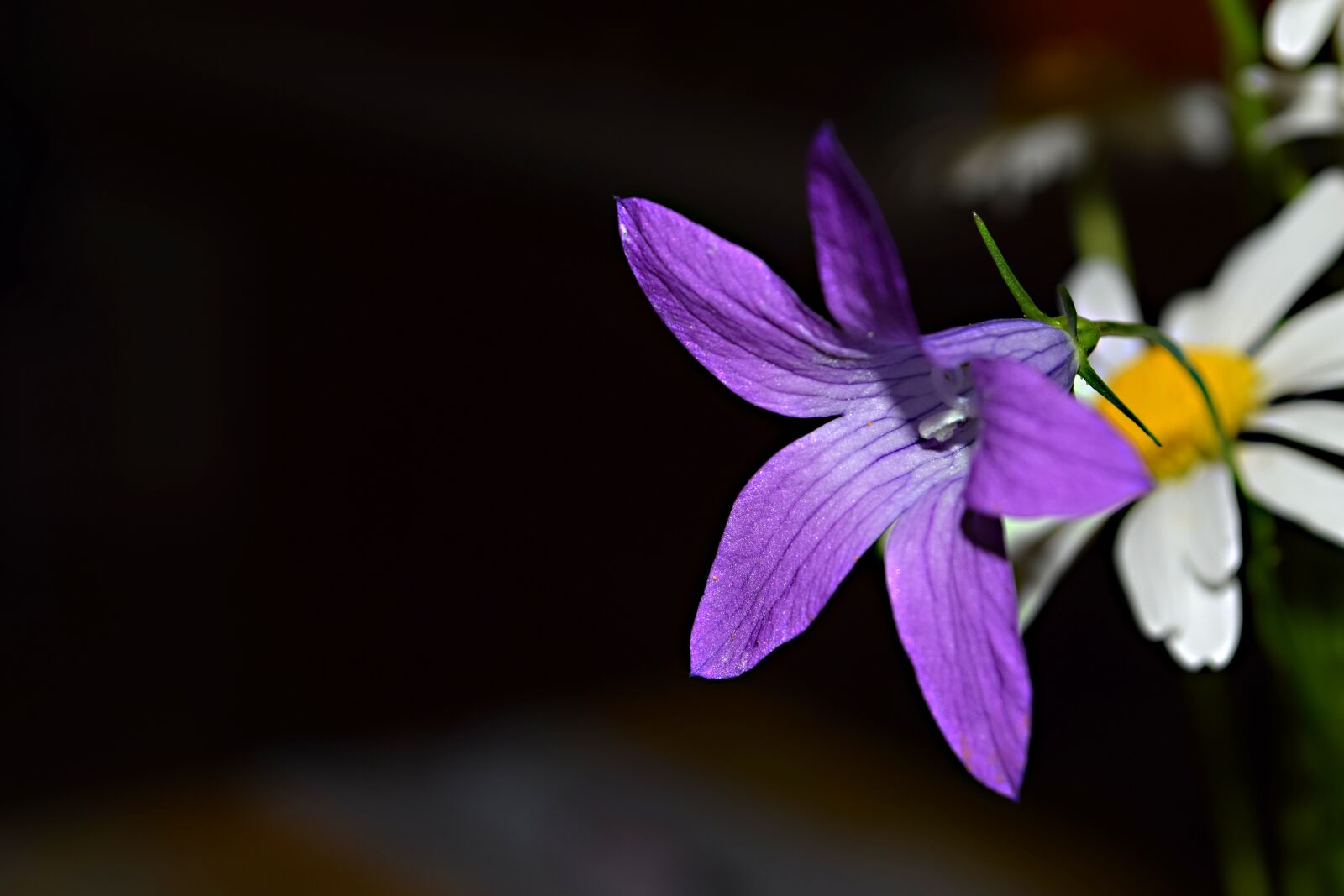 Nikon D5300 sample photo. Nature, field bloom, the photography