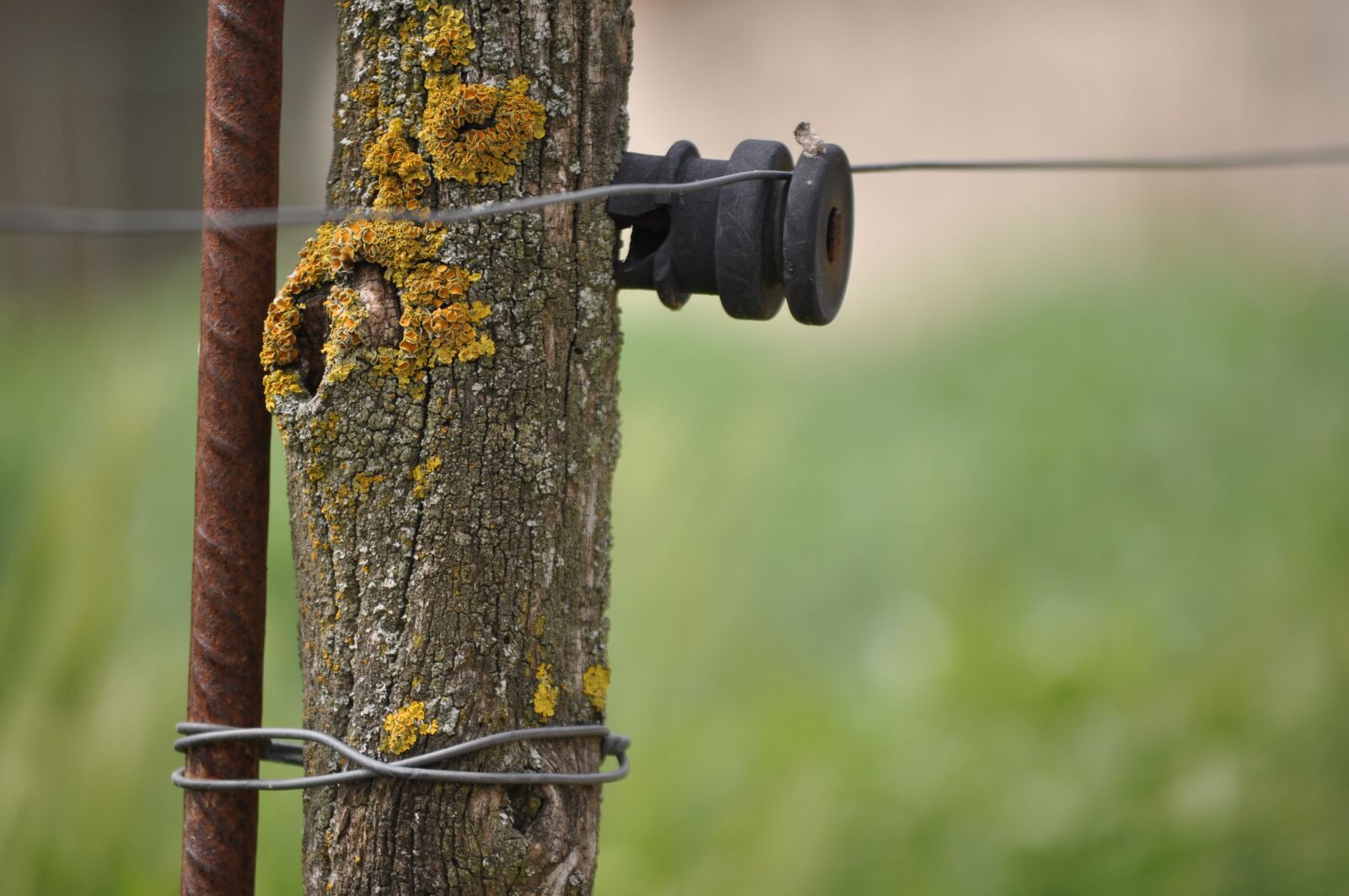 Nikon D5000 sample photo. Power cord, rustic, nature photography