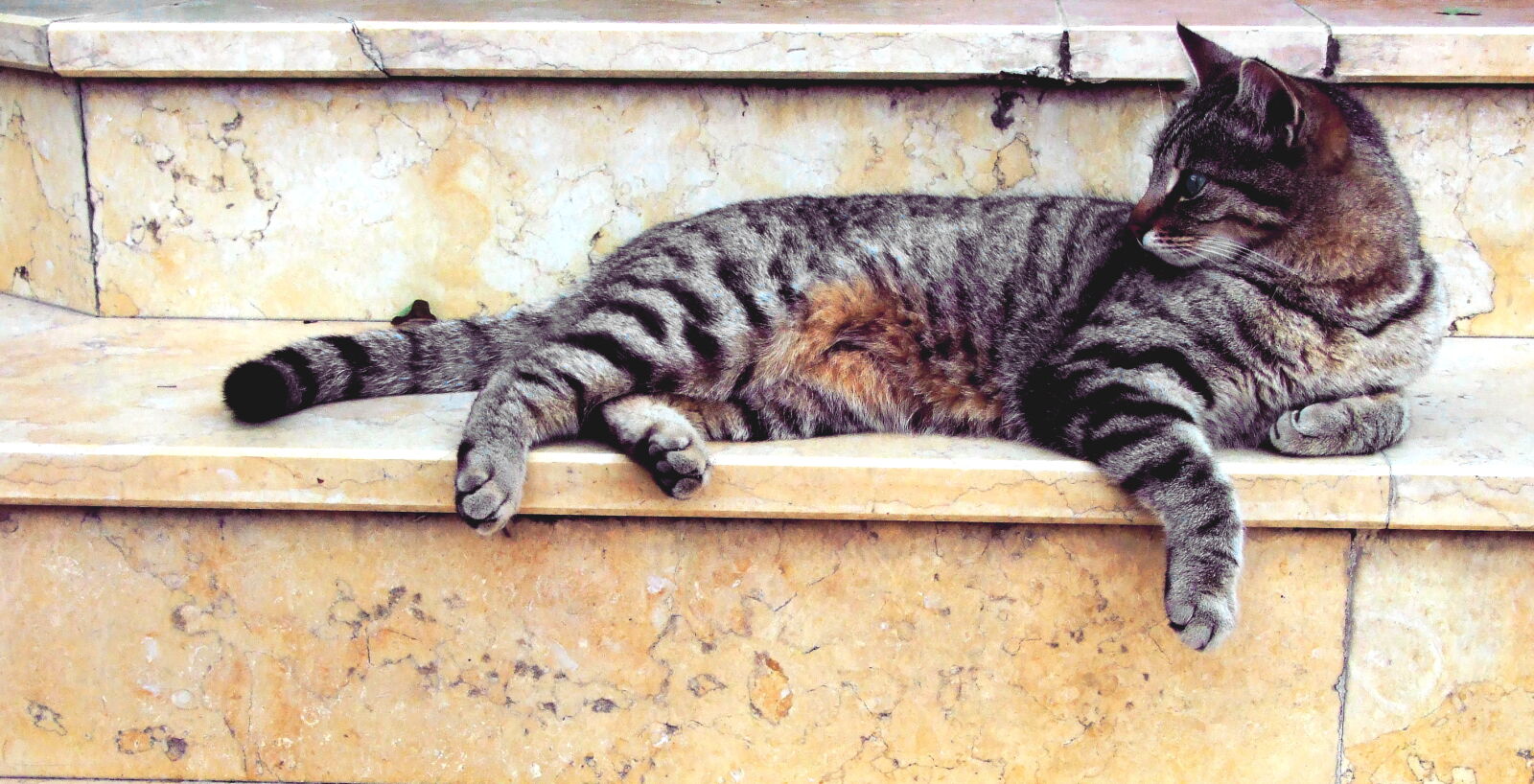 Fujifilm FinePix S6500fd sample photo. Grey, cat, lying, in photography