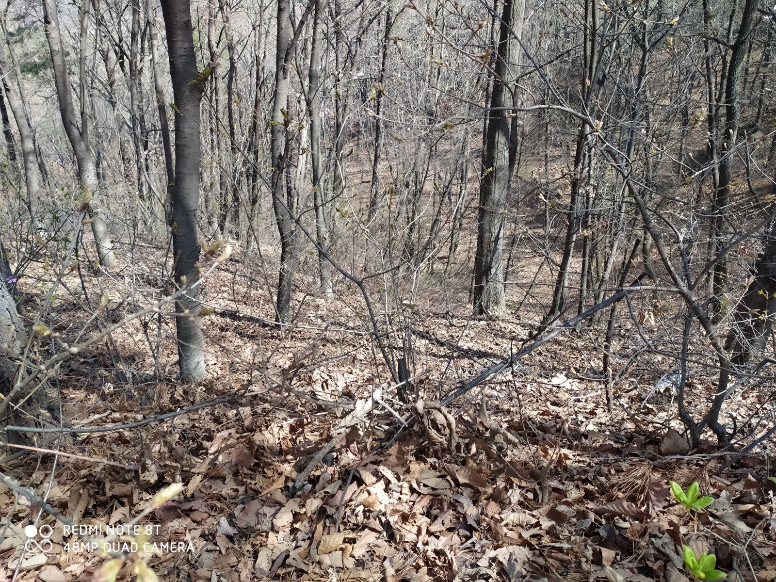 Xiaomi Redmi Note 8T sample photo. Forest, trees, scenic photography