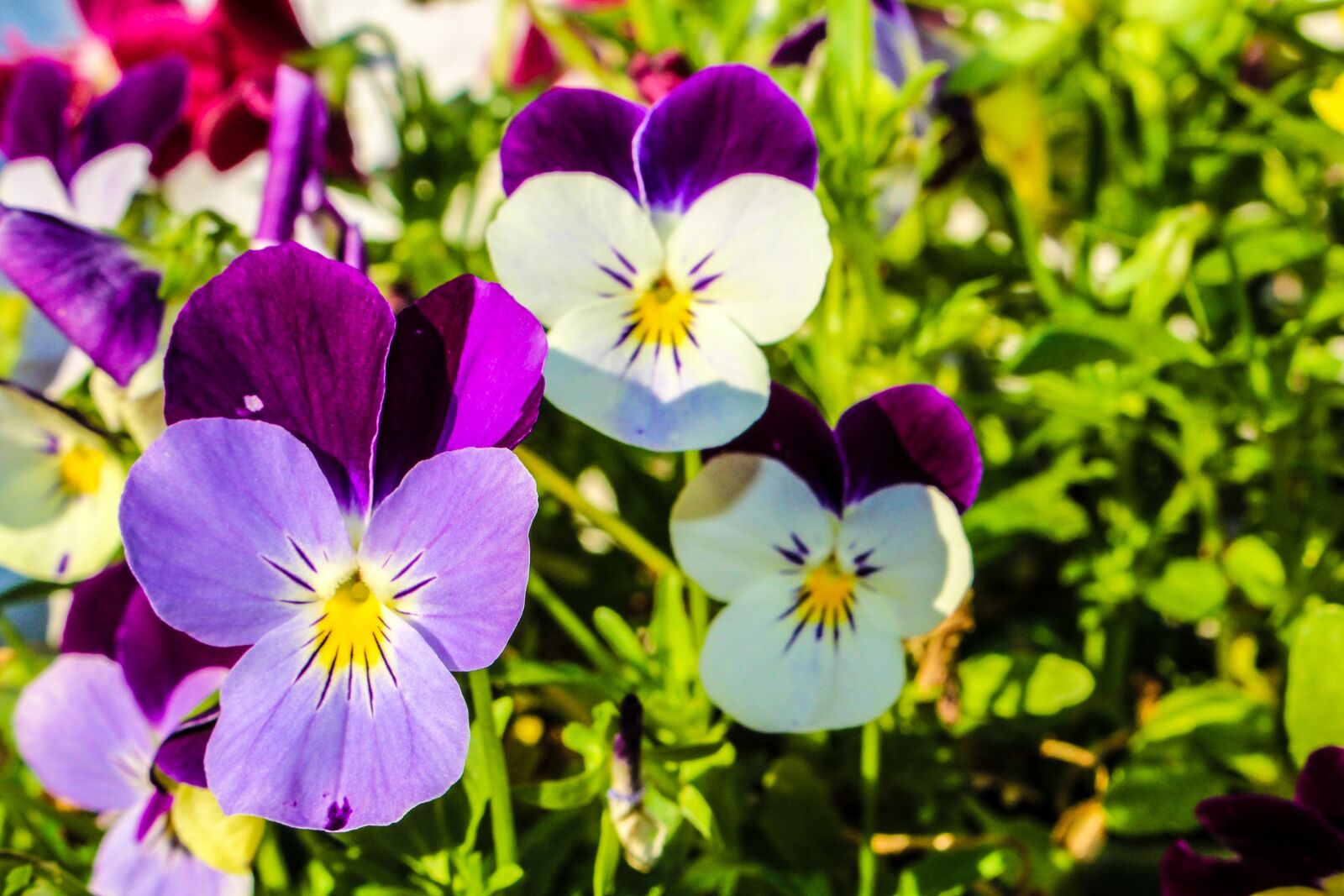 Canon EOS 700D (EOS Rebel T5i / EOS Kiss X7i) sample photo. Flower, garden, nature photography
