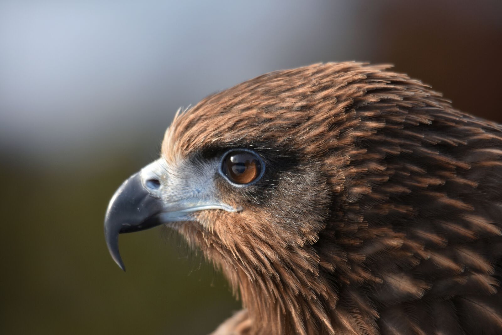 Nikon D7200 sample photo. Animal, bird, wild birds photography