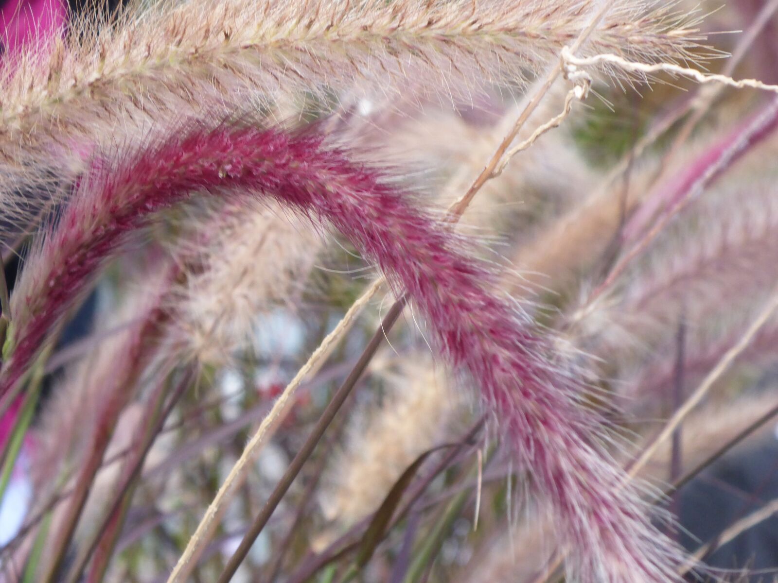 Panasonic Lumix DMC-TS5 (Lumix DMC-FT5) sample photo. Cherry sparkler fountain grass photography