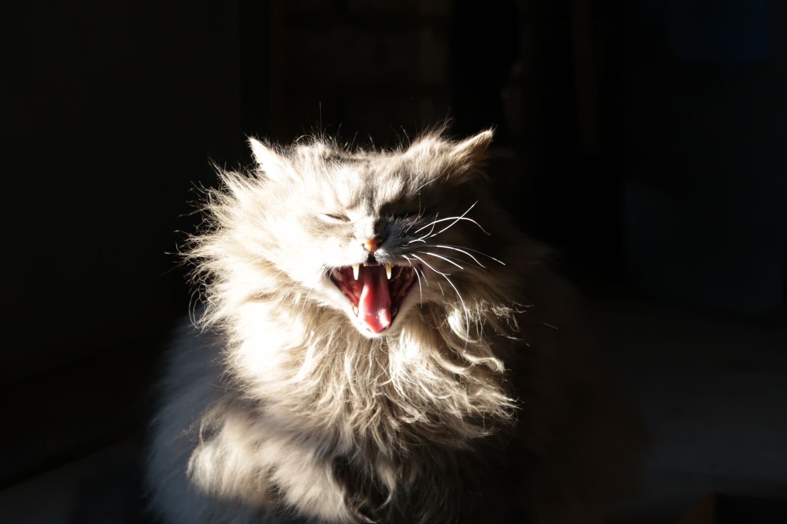 Canon PowerShot G7 X Mark II sample photo. Cat, animal, kitten photography