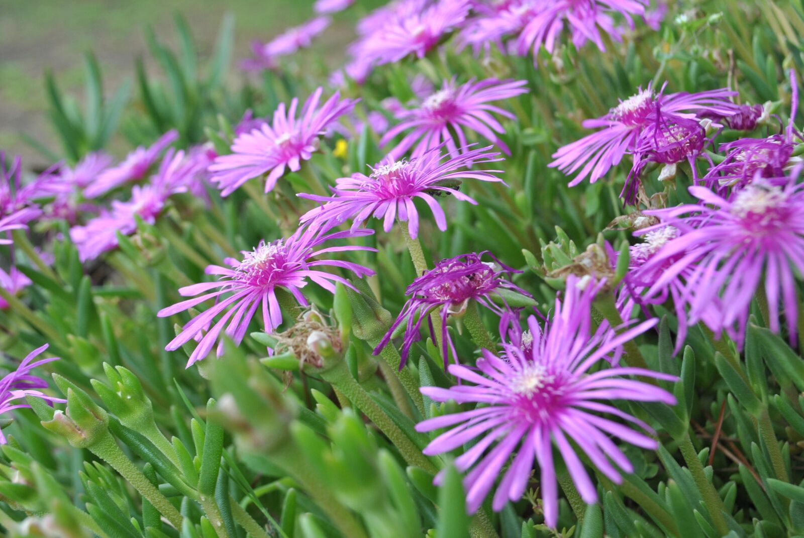 Nikon D3000 sample photo. Magic flower, a fleshy photography