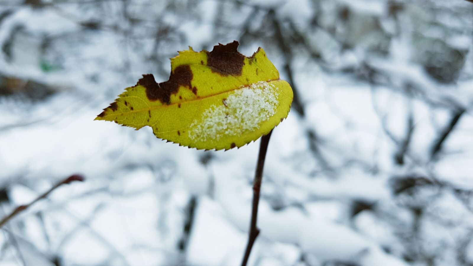 Samsung Galaxy S7 Edge sample photo. Winter, snow, leaf photography