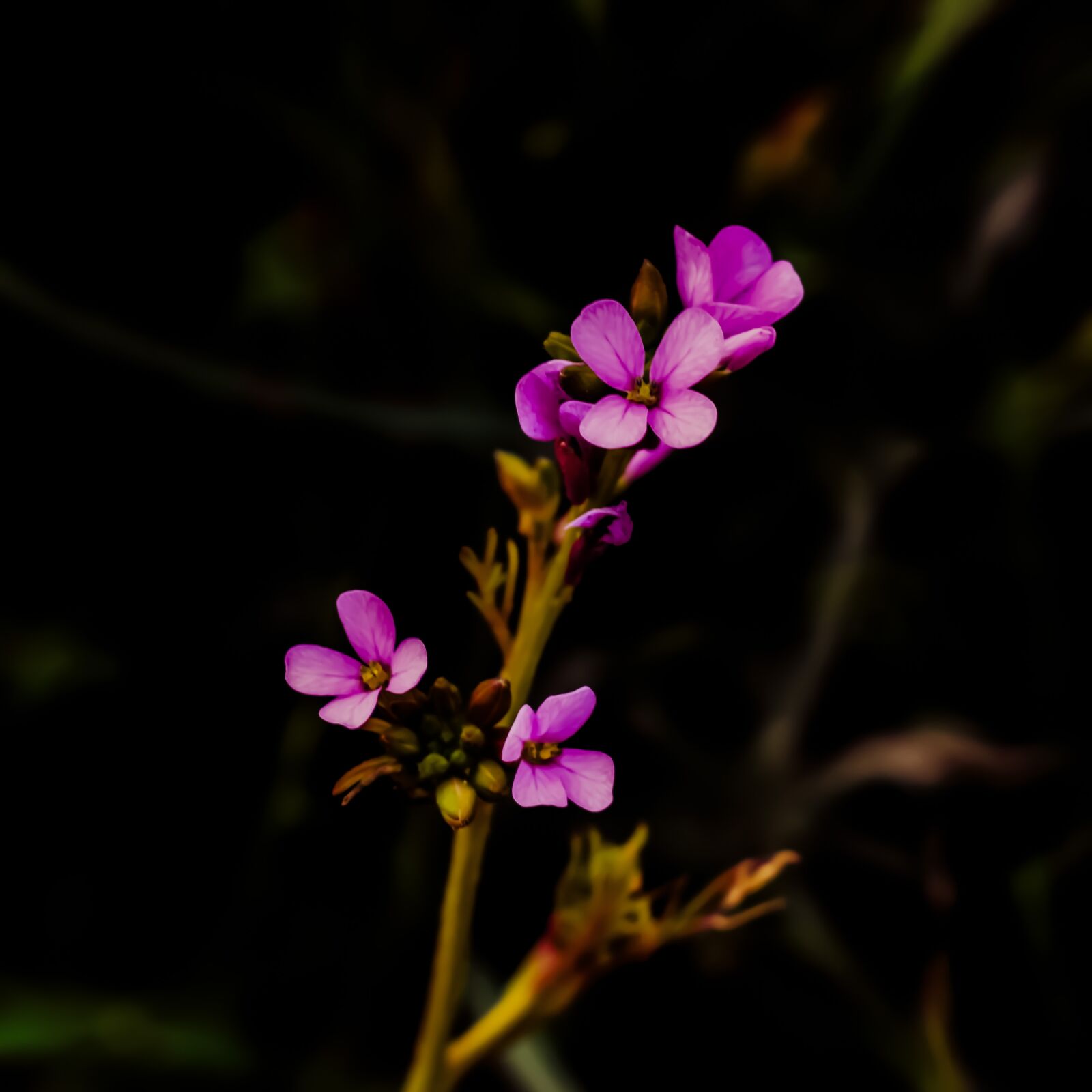 Nikon D3300 sample photo. Wildflower, purple, blossom photography