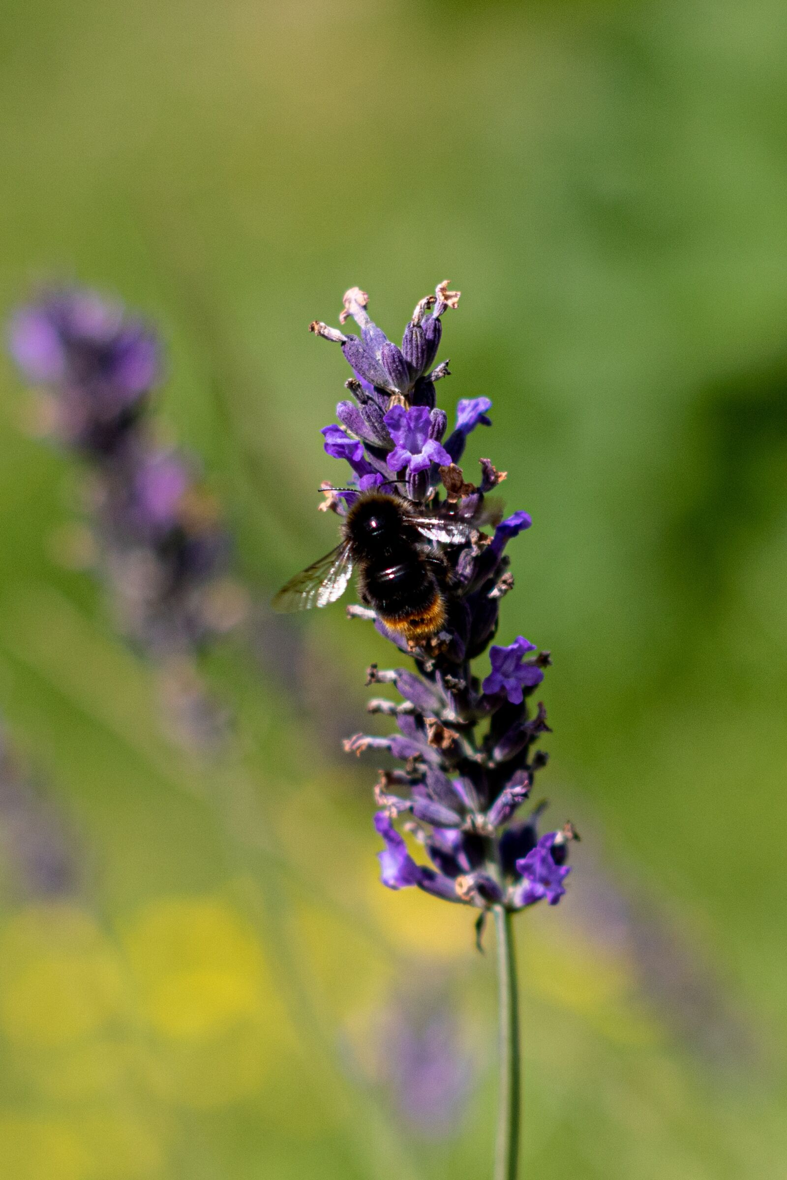 YN50mm f/1.8 II sample photo. Bee, lavender, flower photography