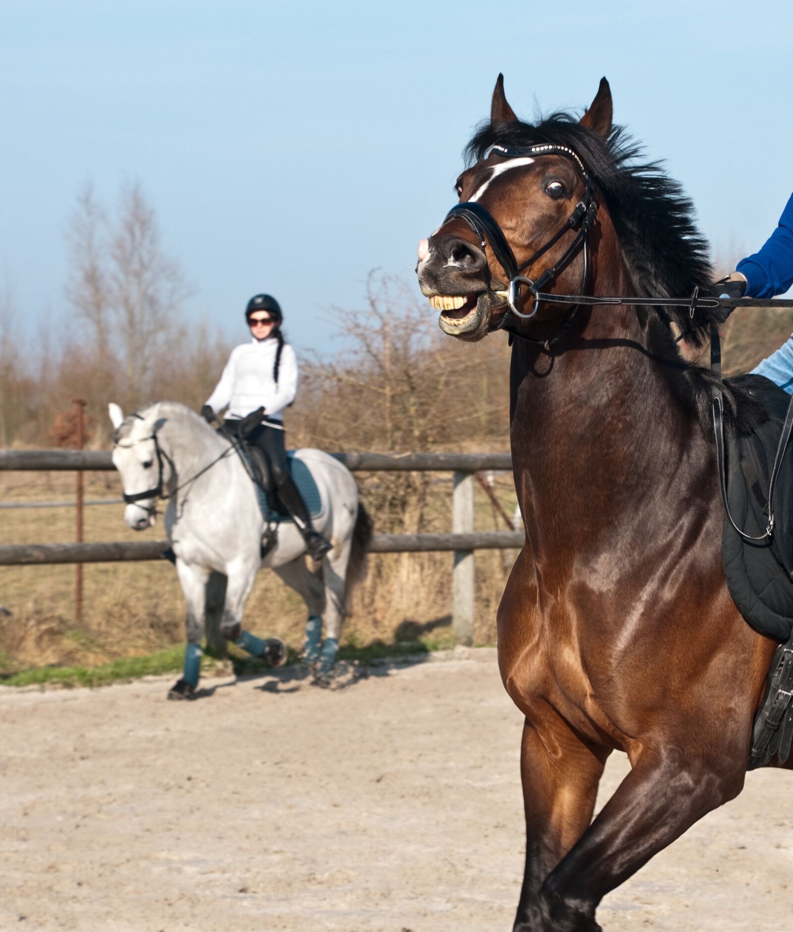 Nikon D300 sample photo. Horse, horseback riding, mane photography