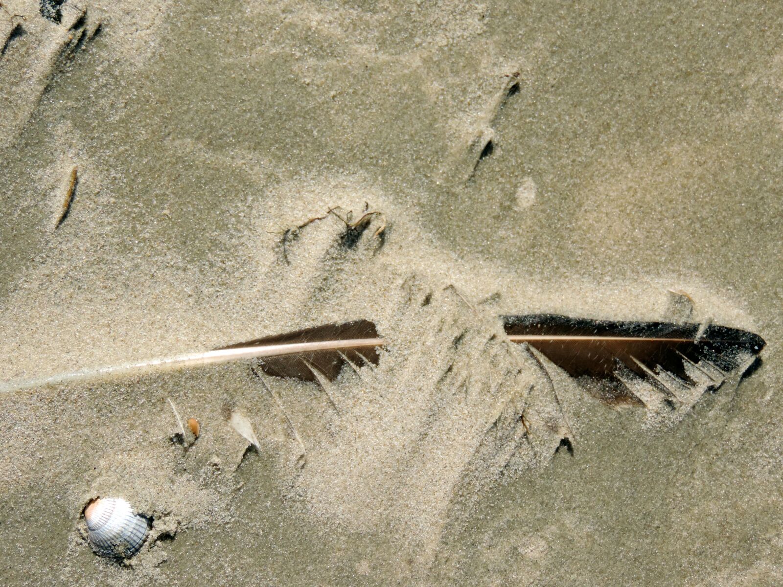 Nikon Coolpix P520 sample photo. Bird feather, sand, nature photography