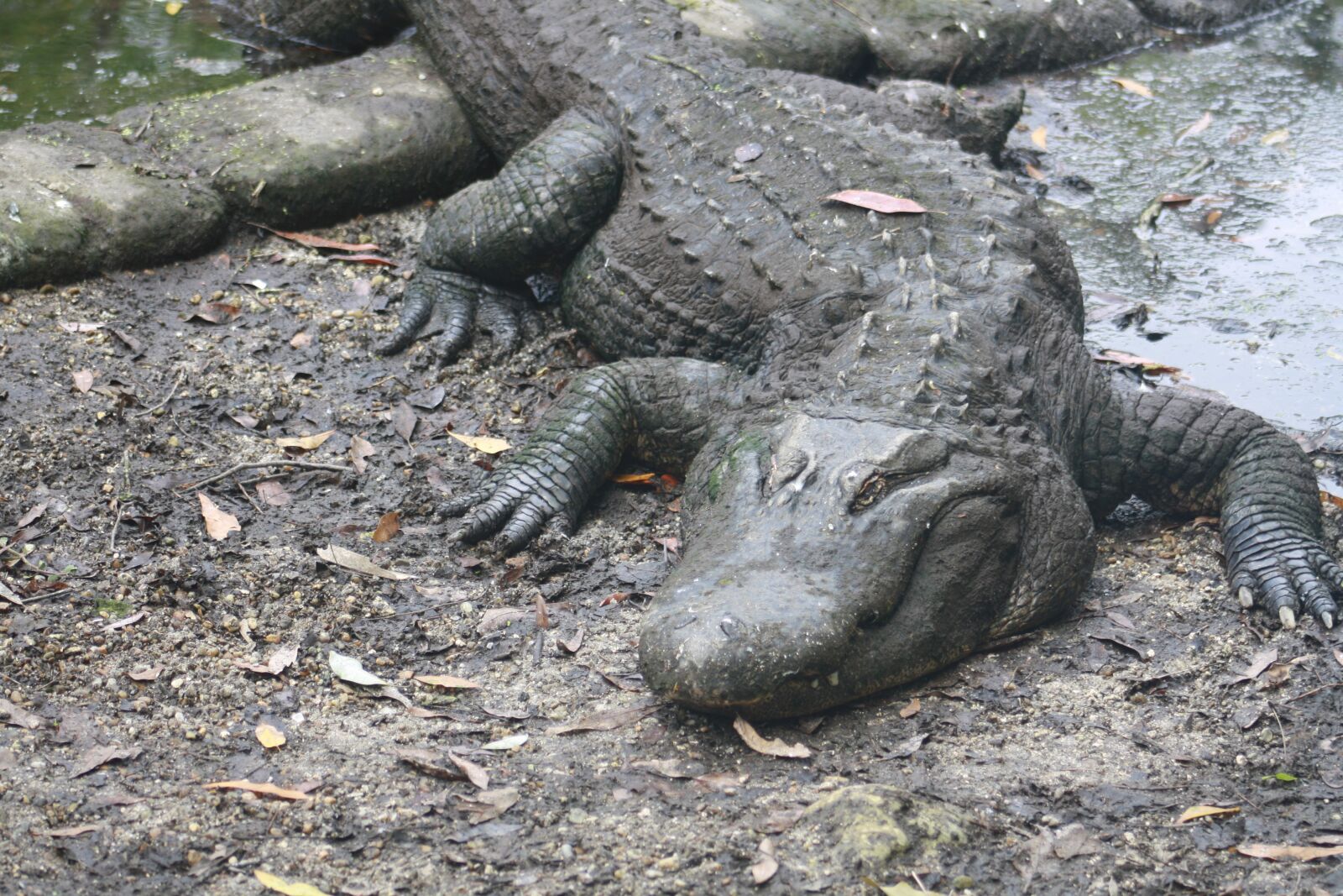 Canon EOS 1000D (EOS Digital Rebel XS / EOS Kiss F) sample photo. Alligator, florida, reptile photography