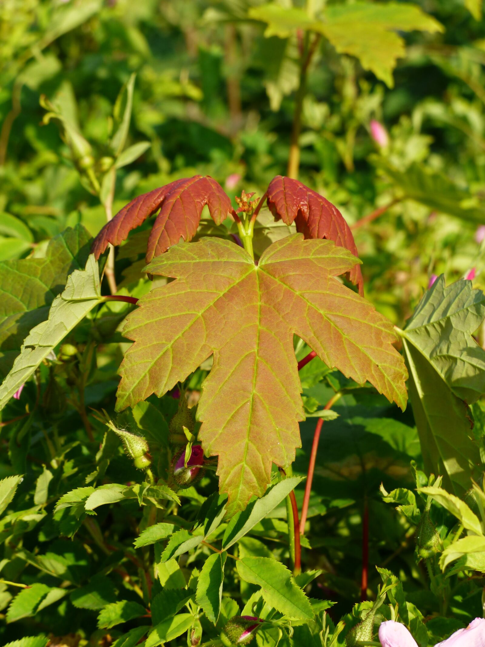 Panasonic Lumix DMC-FZ200 sample photo. Leaf, maple leaf, maple photography