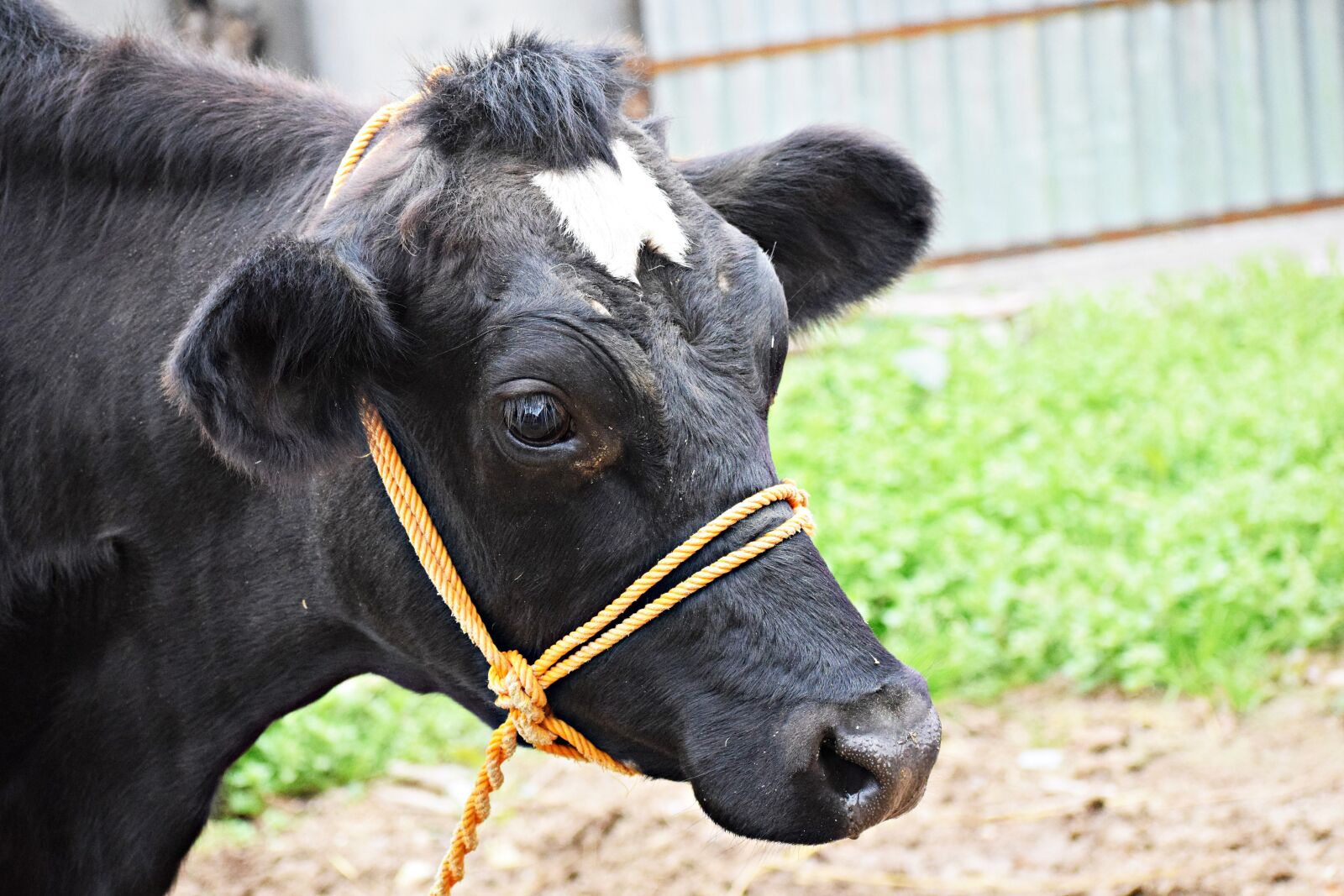 Nikon D3300 sample photo. Cow, animal, domestic photography