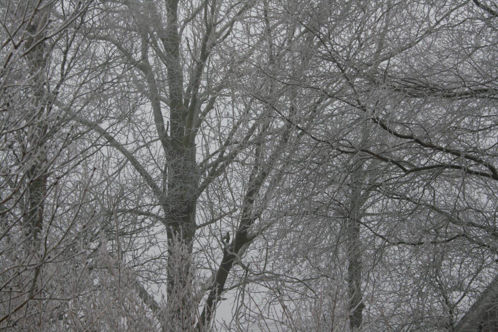 Canon EOS 400D (EOS Digital Rebel XTi / EOS Kiss Digital X) sample photo. Winter, trees, cold photography