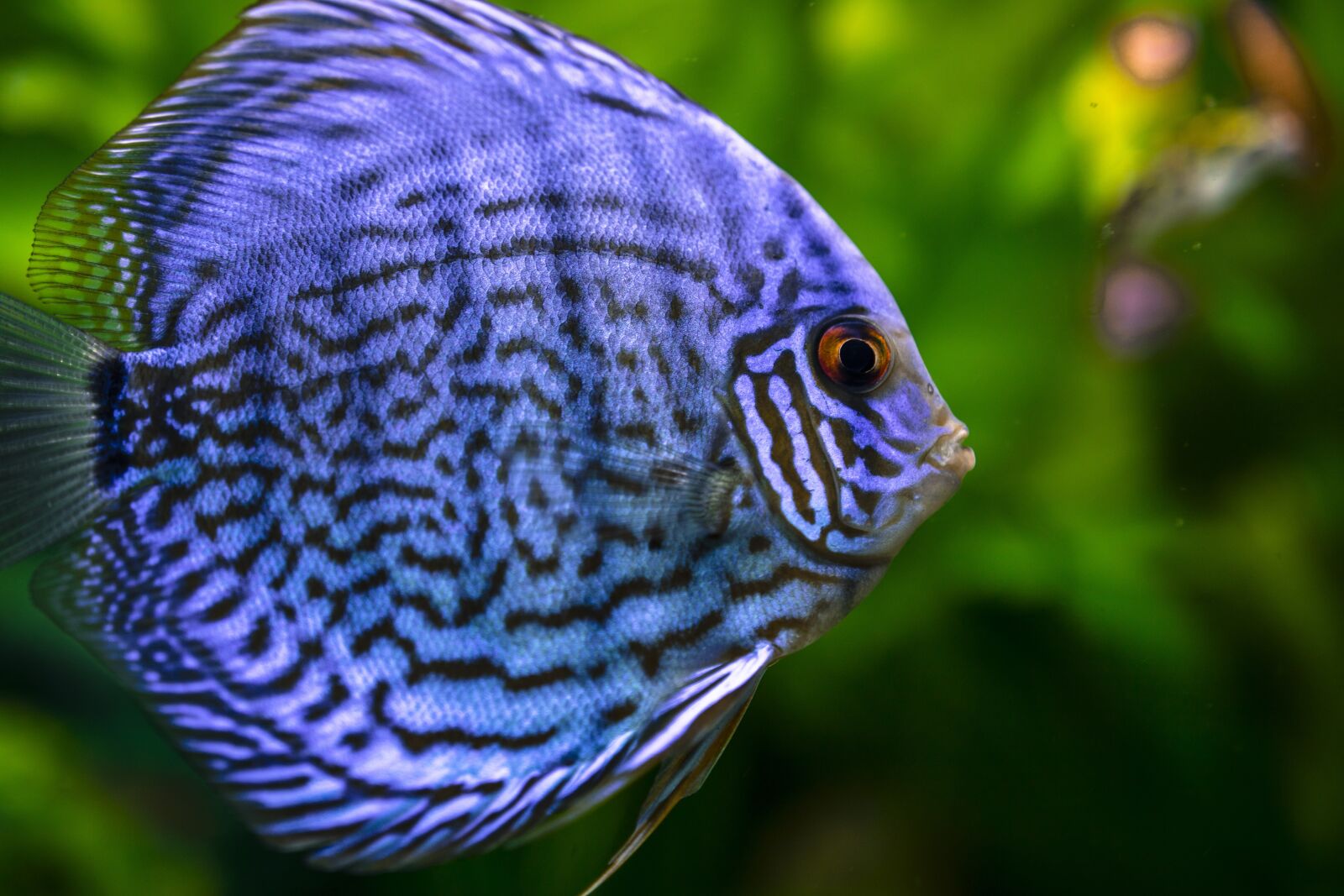 Canon EOS 750D (EOS Rebel T6i / EOS Kiss X8i) sample photo. Animal, blue, blurred background photography