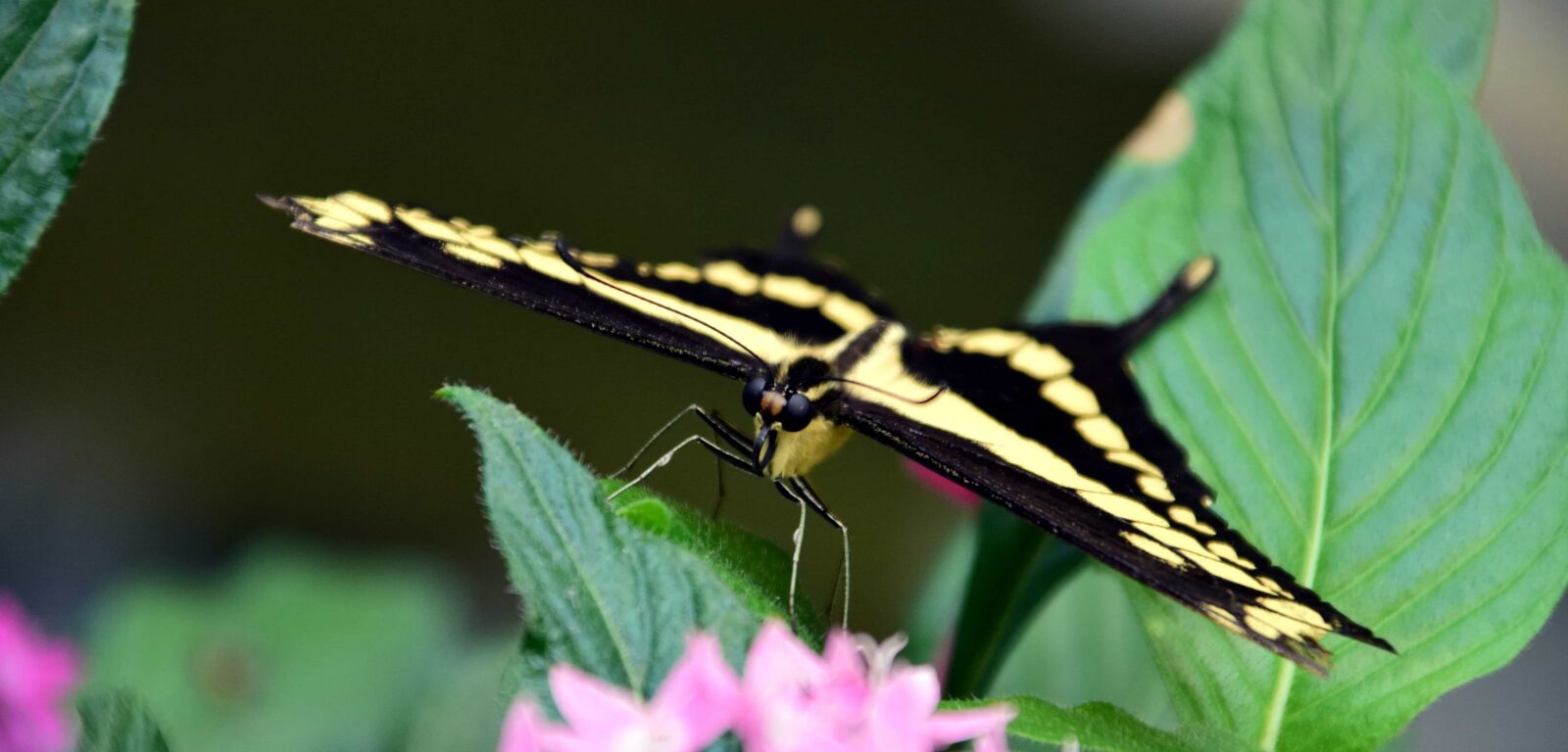 Nikon D3300 sample photo. Nature, insect, invertebrate, leaf photography