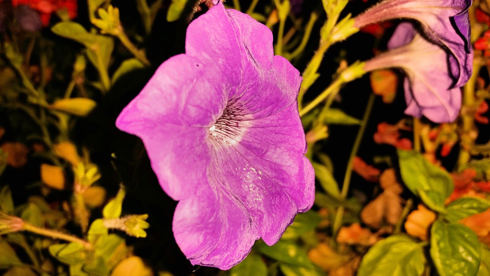 Samsung Galaxy S5 sample photo. Postcard, flowers, petunia photography