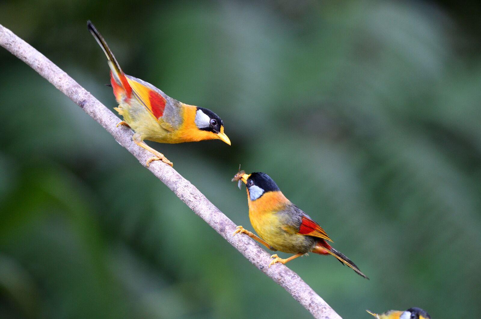Nikon D90 sample photo. Silver-eared mesia, birds, nature photography