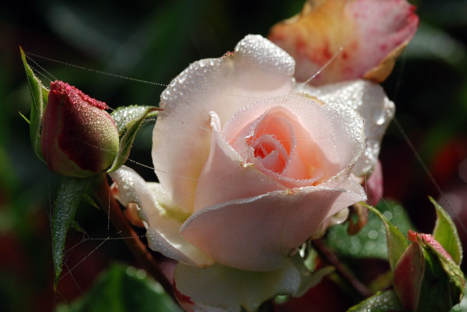 Nikon D80 sample photo. Dew, pink, flower photography