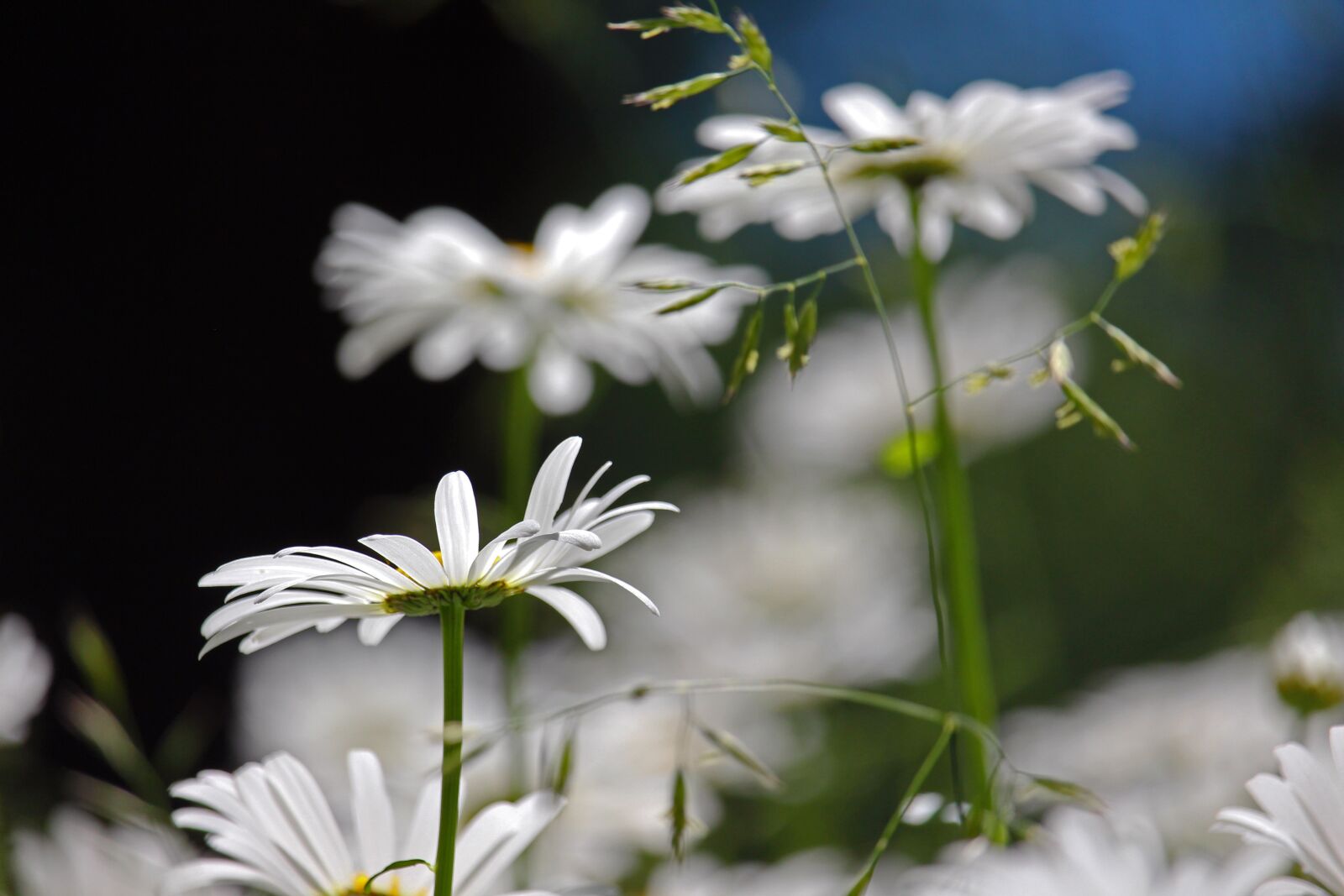 Canon EF-S 55-250mm F4-5.6 IS STM sample photo. Margin rides, flower meadow photography