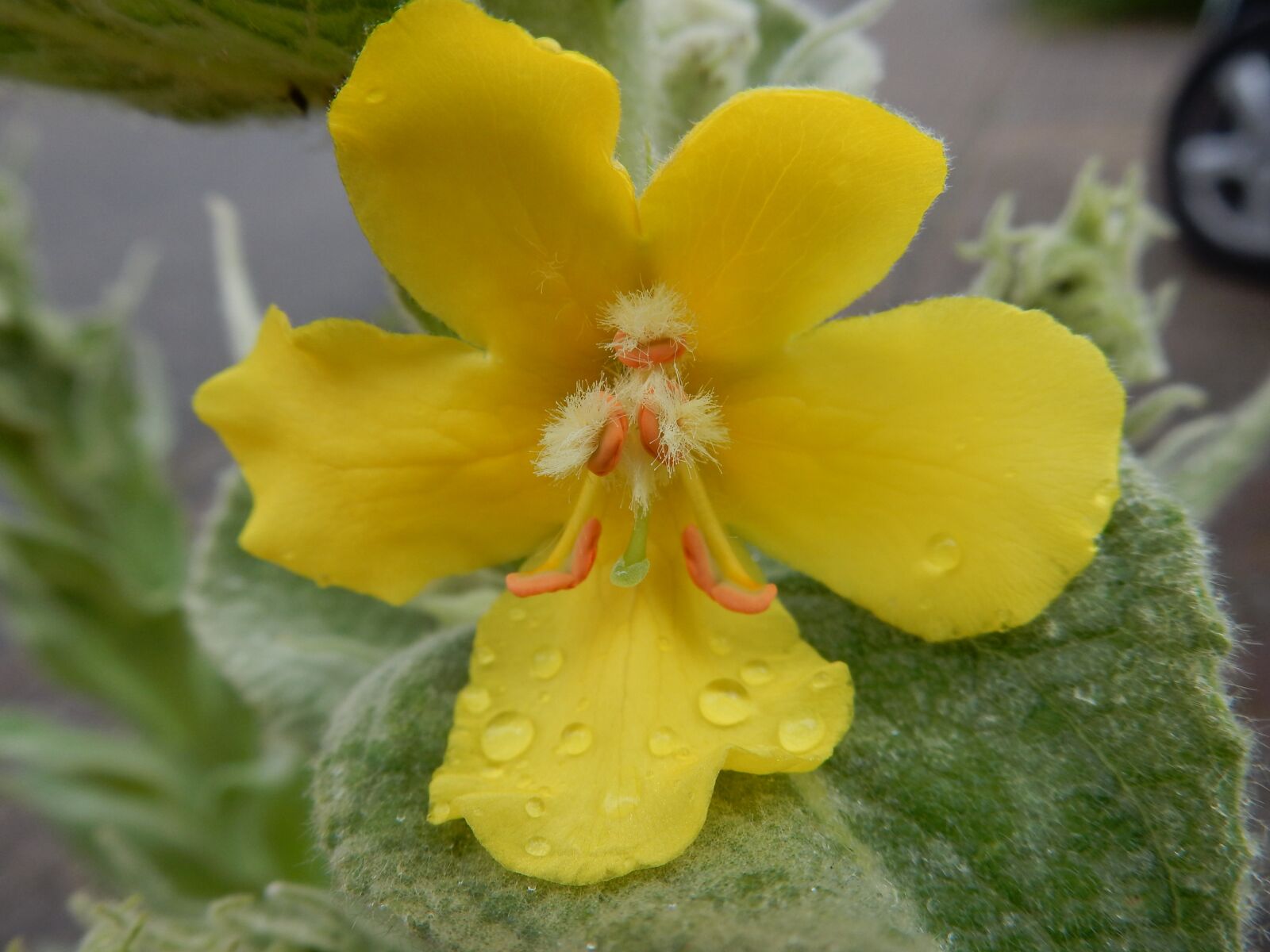Nikon Coolpix S9900 sample photo. Verbascum, mullein, flower photography