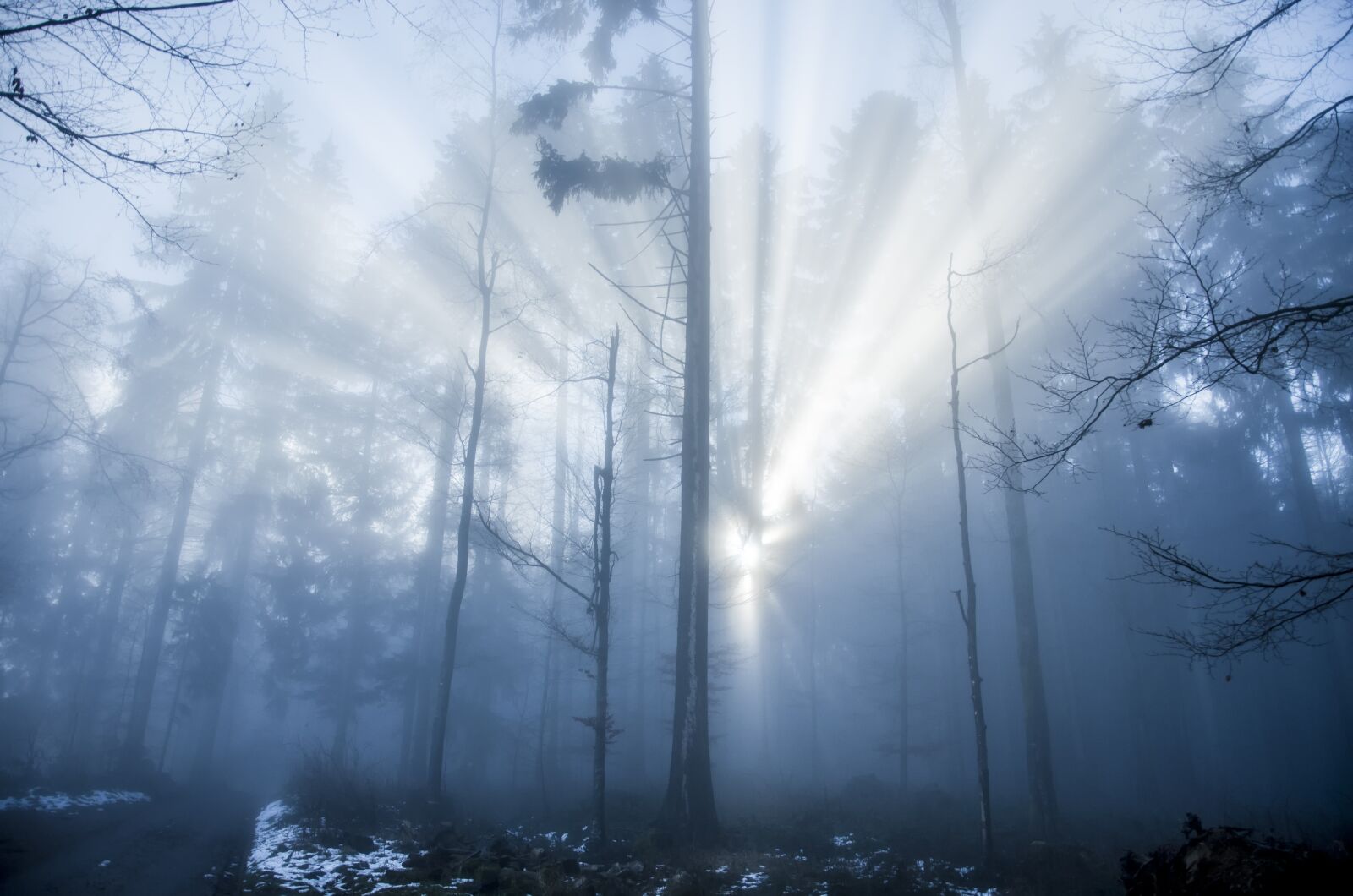 Nikon D7000 sample photo. Forest, light, light beam photography