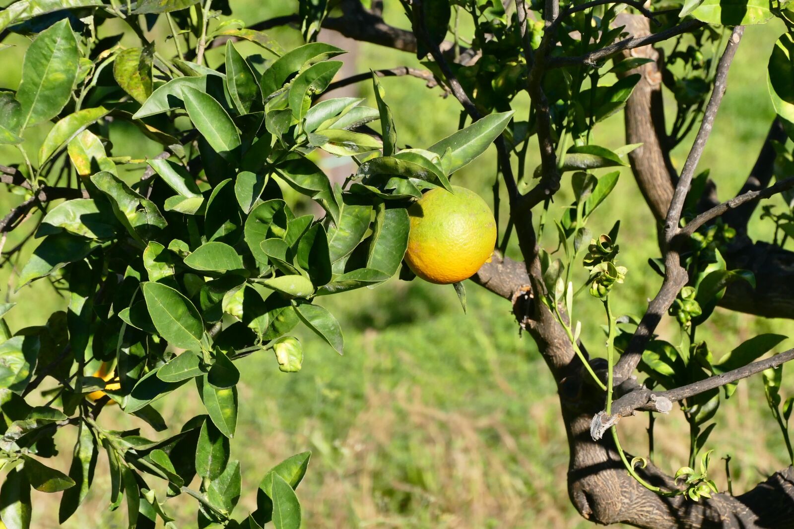 Panasonic Lumix DMC-FZ1000 sample photo. Sicily, lemon, fruit photography