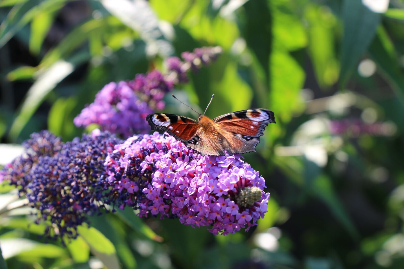 Canon EOS 700D (EOS Rebel T5i / EOS Kiss X7i) sample photo. Nature, insect, flower photography