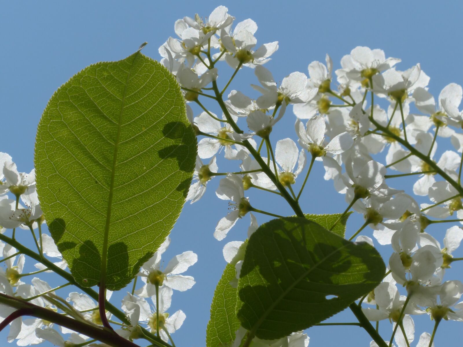 Panasonic Lumix DMC-FZ200 sample photo. Common bird cherry, leaves photography