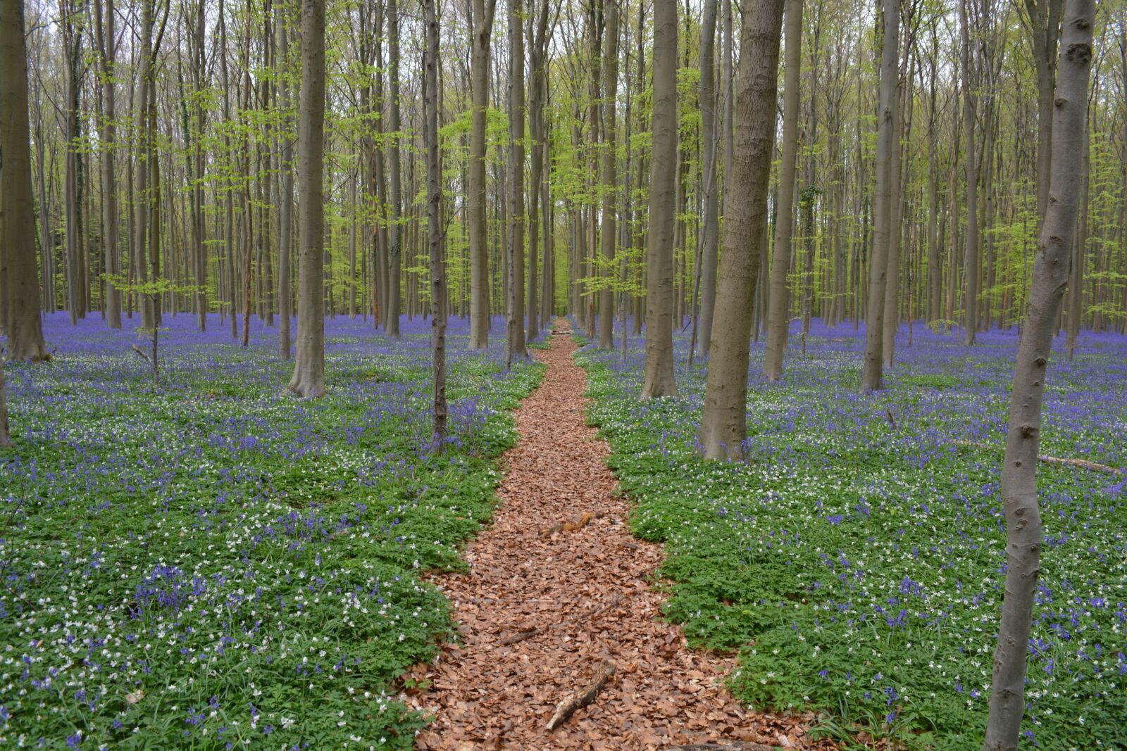Nikon D5200 sample photo. Hallerbos, flowers, bluebell photography