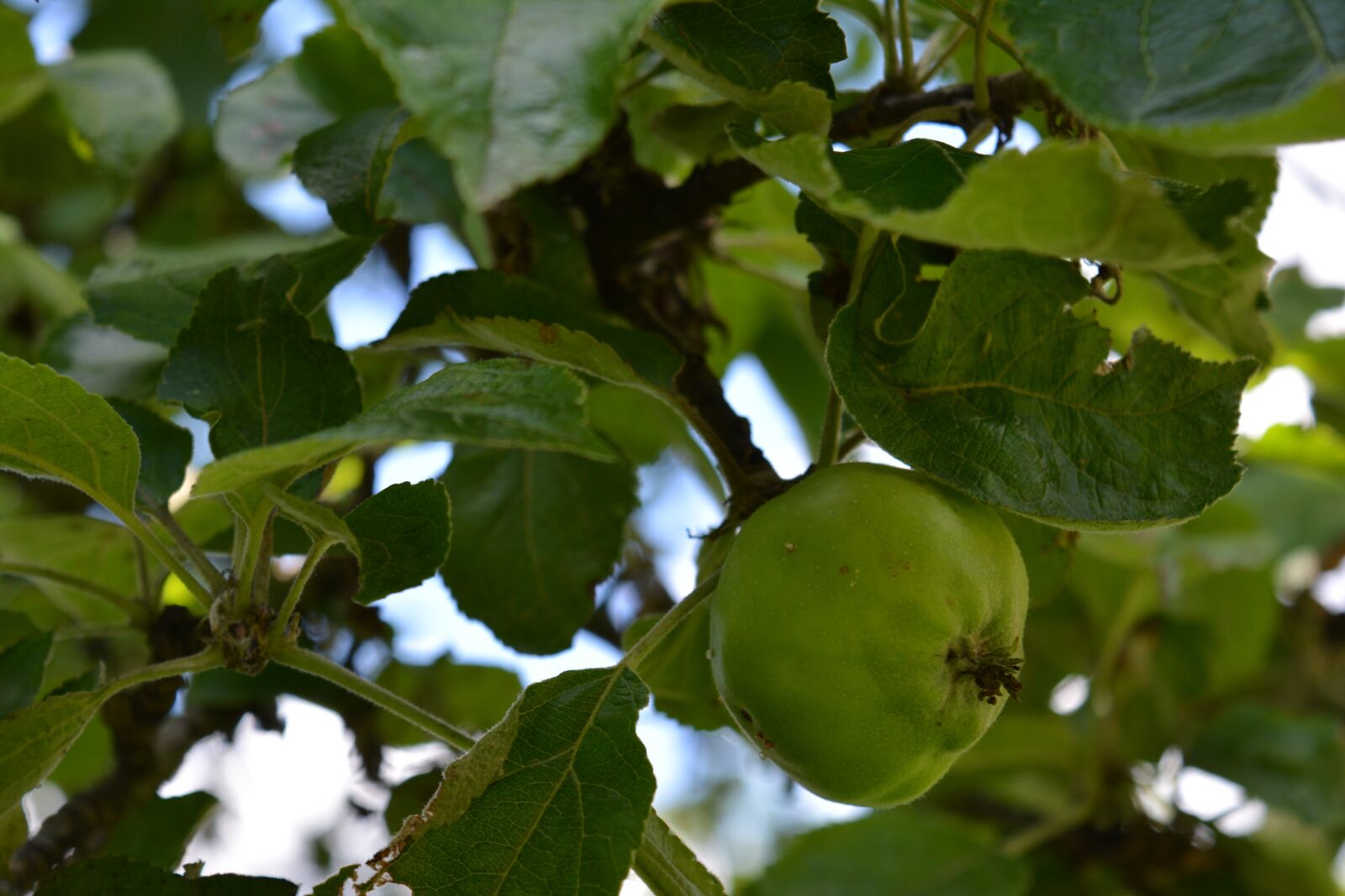 Nikon D5200 sample photo. Apple, apple tree, nature photography