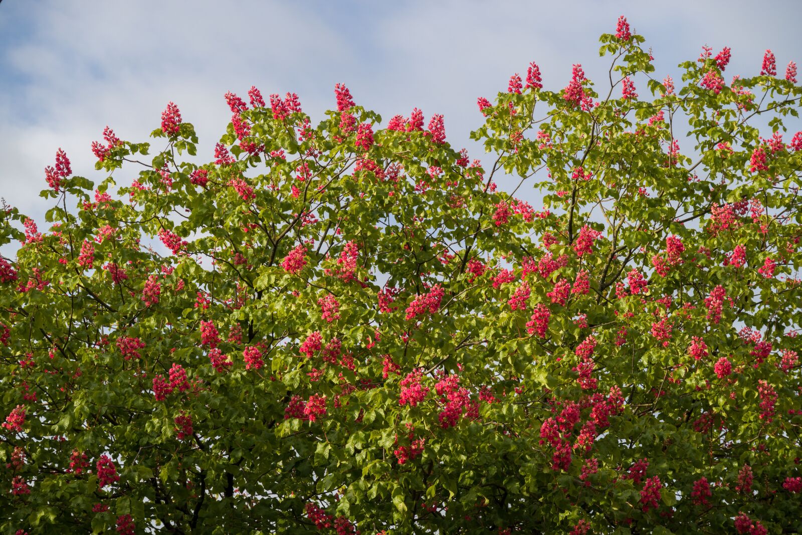 Canon EOS M3 sample photo. Chestnut blossoms, red, tree photography