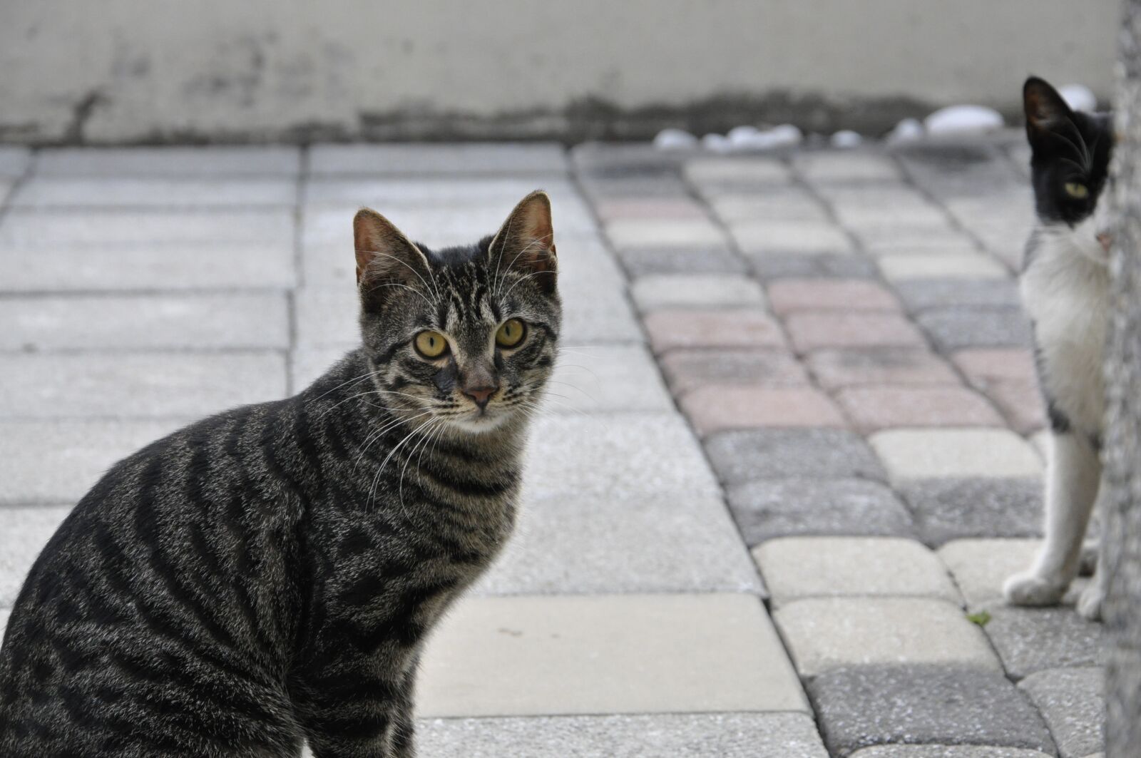 Nikon D90 sample photo. Cat, kitty, animal photography