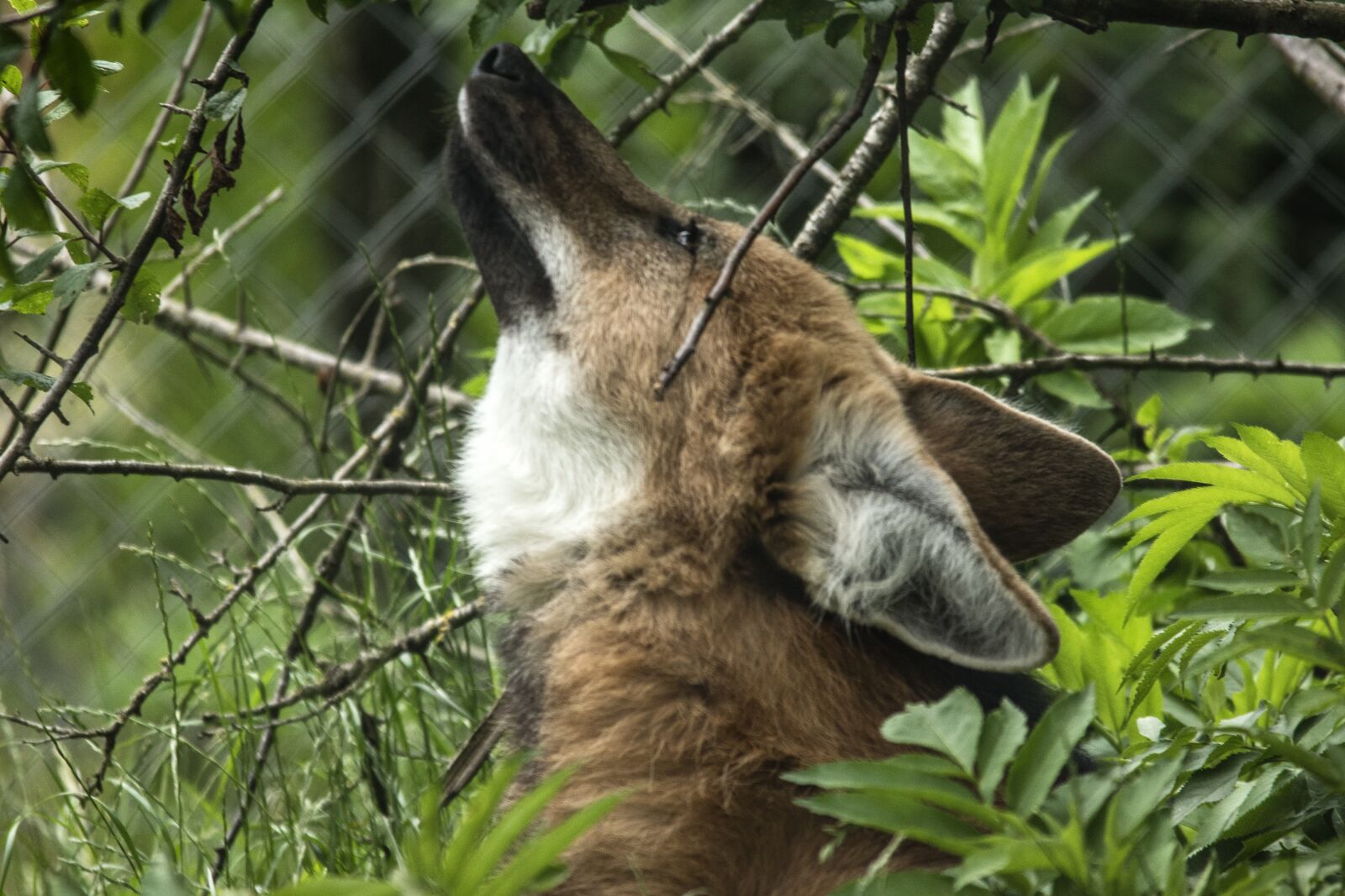 Nikon D5600 sample photo. Wolf maned, wolf, look photography