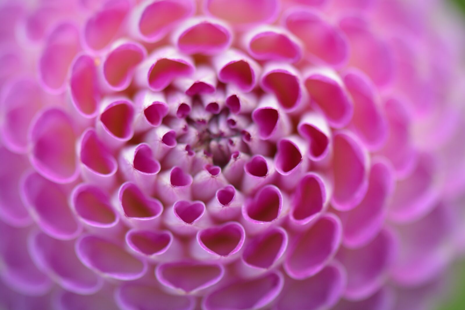 Nikon D5200 sample photo. Flower, nature, dahlia photography