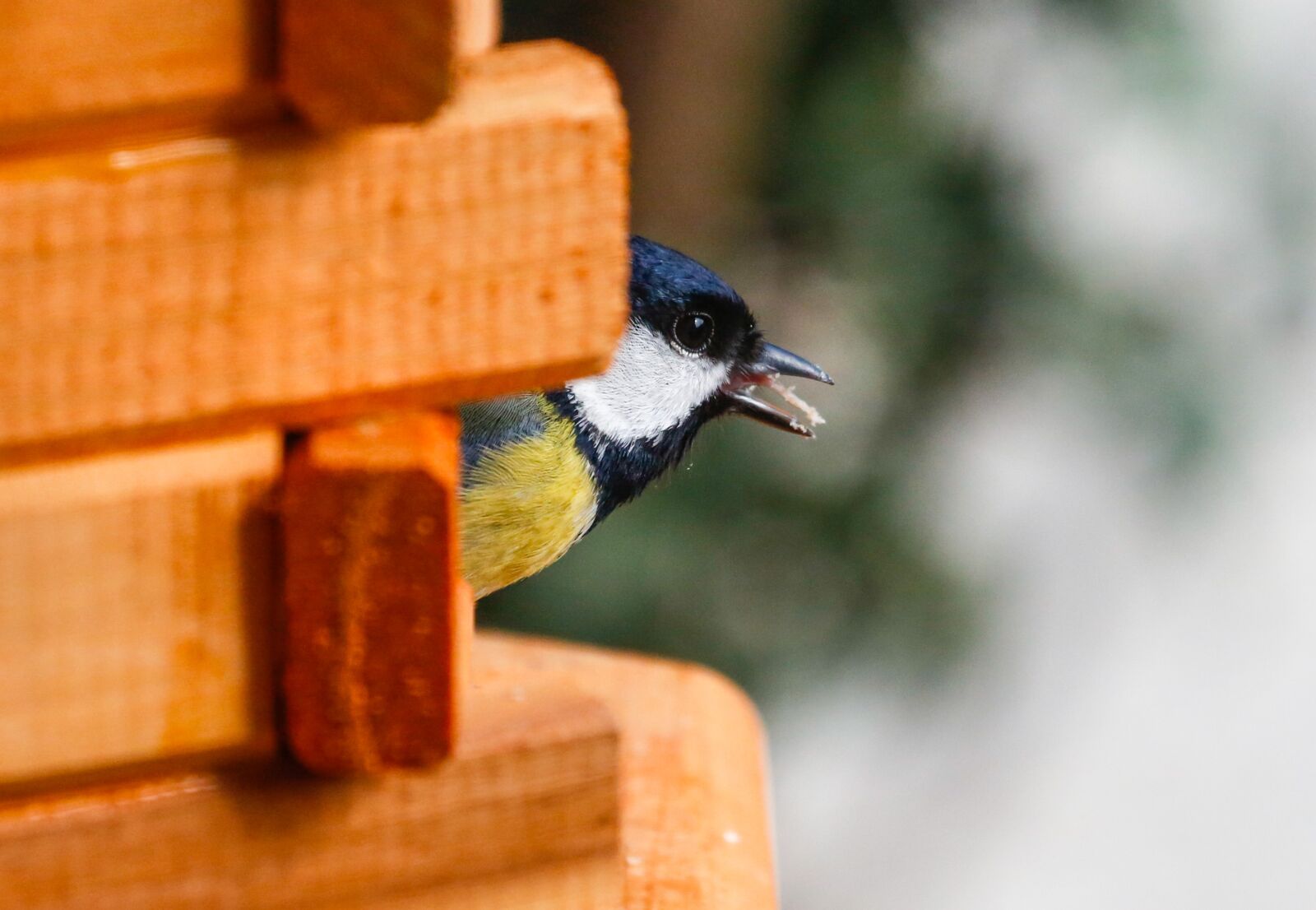 Canon EF 100-400mm F4.5-5.6L IS USM sample photo. Bird, tit, foraging photography