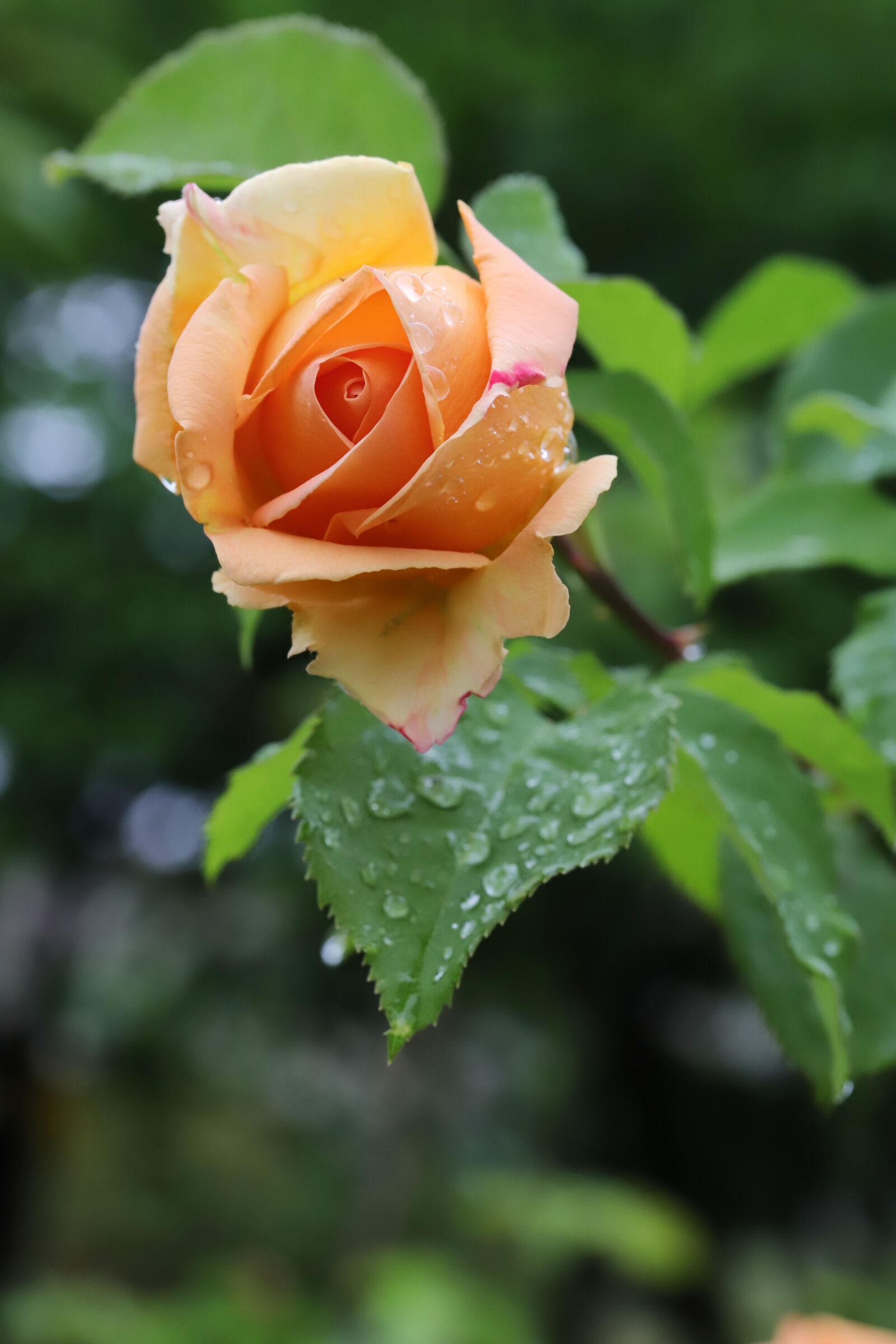 Canon EOS 6D Mark II sample photo. Rose, flowers, nature photography