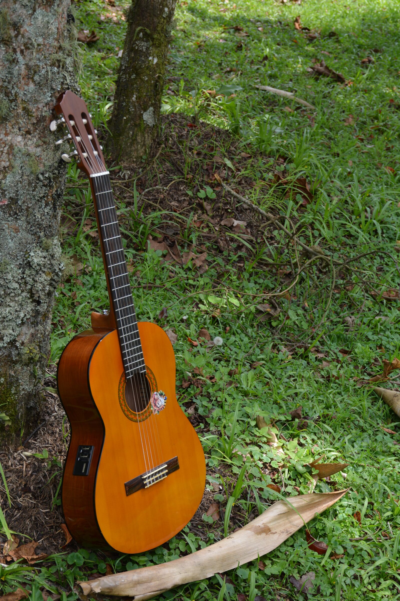 Nikon D5200 sample photo. Guitar, forest, ropes photography