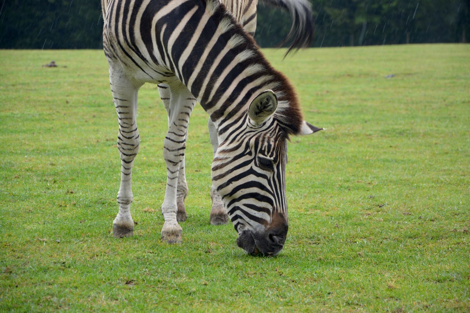 Nikon D5200 sample photo. Zebra, stripes, nature photography