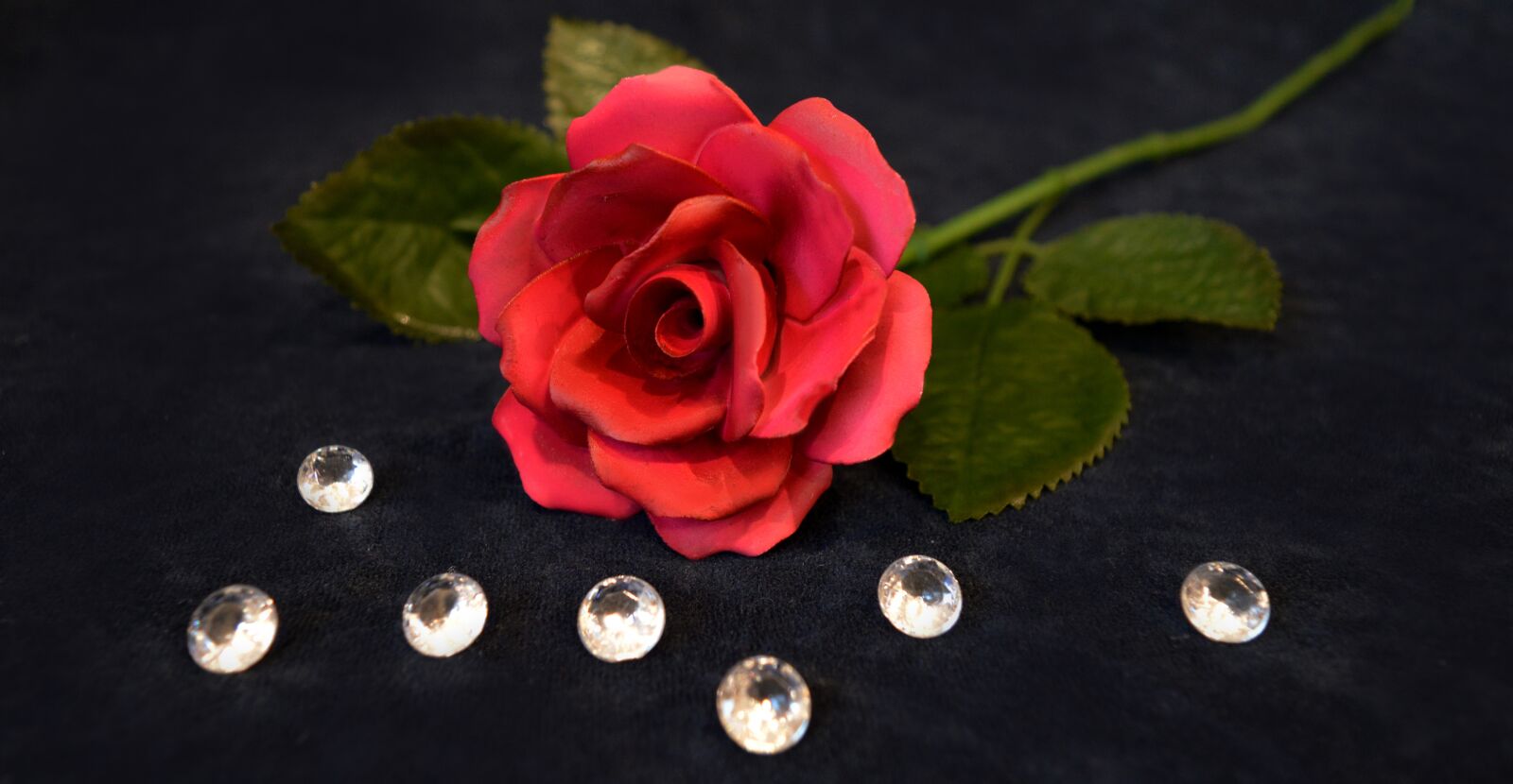 Nikon D3200 sample photo. Rose, porcelain rose, red photography