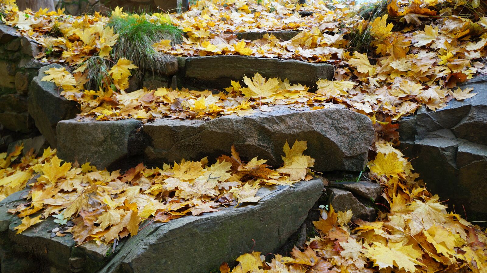 Sony Alpha a3000 sample photo. Stone stairway, forest, gradually photography