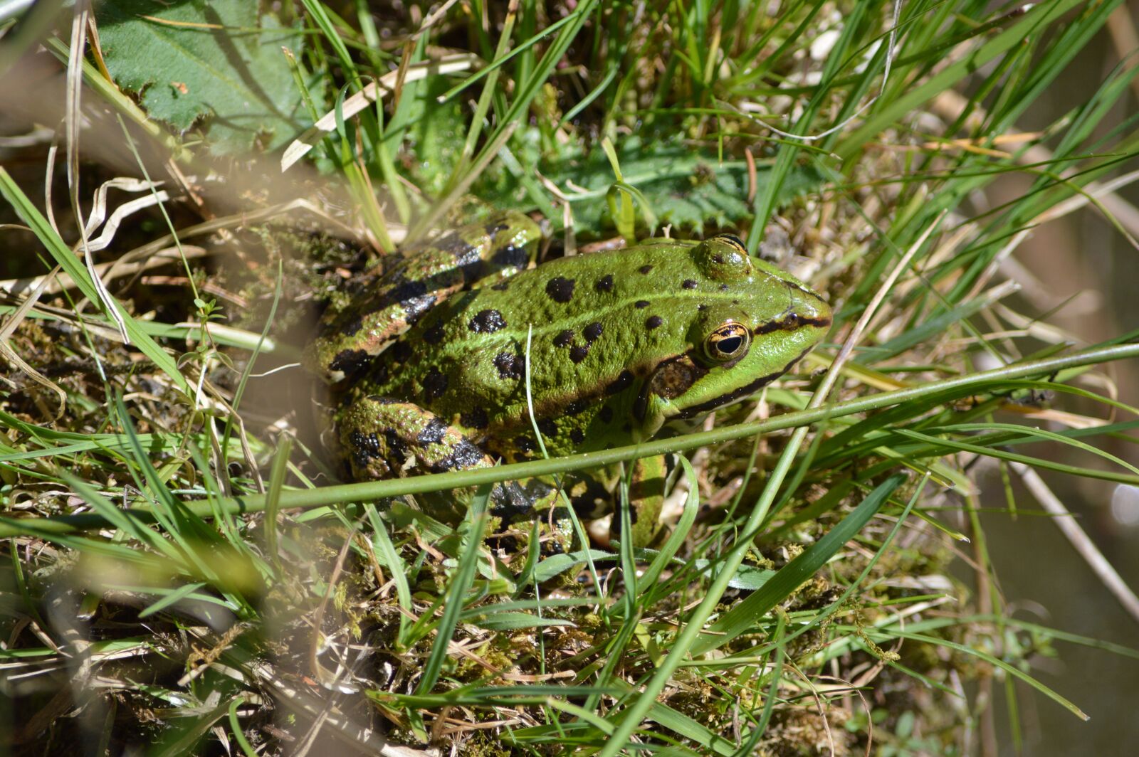 Nikon D3200 sample photo. Frog, animal, pond photography