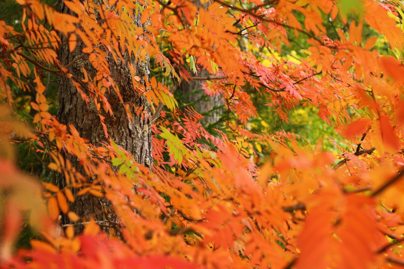 Canon EOS 550D (EOS Rebel T2i / EOS Kiss X4) sample photo. Autumn, leaf, tree photography