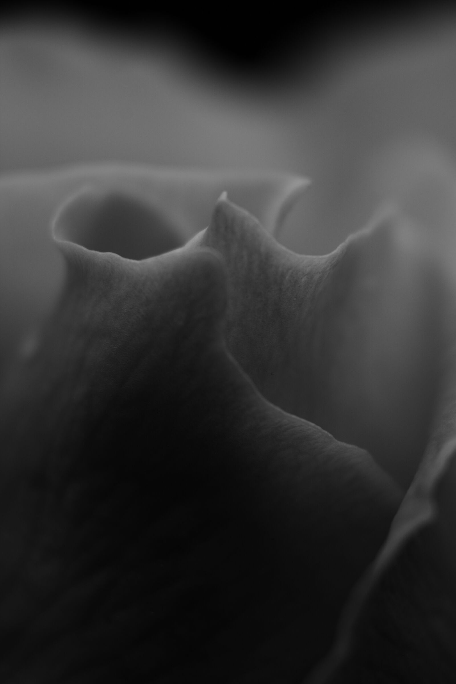 Canon EOS 750D (EOS Rebel T6i / EOS Kiss X8i) sample photo. Flower, petal, stem photography