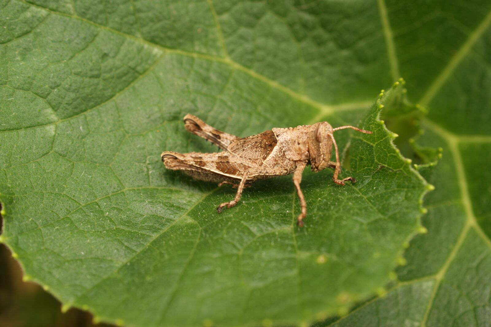 Sony Alpha DSLR-A390 sample photo. Insects, thebaid, quindio photography