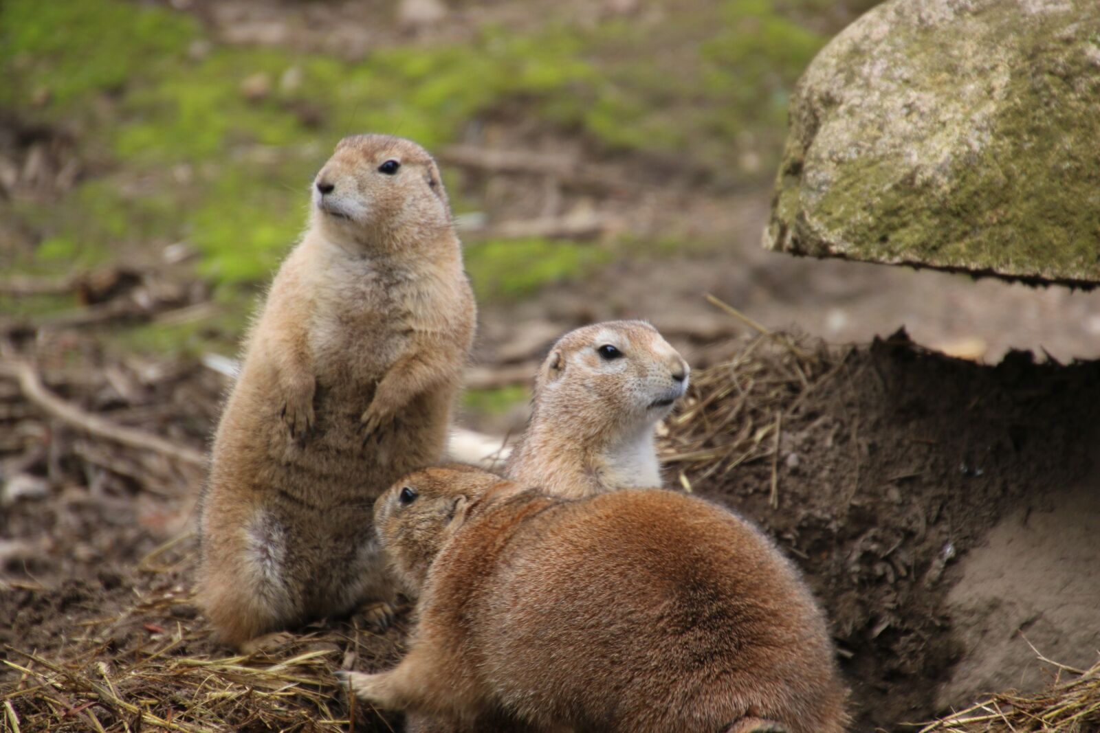 Canon EOS 70D sample photo. Meerkat, zoo, making males photography