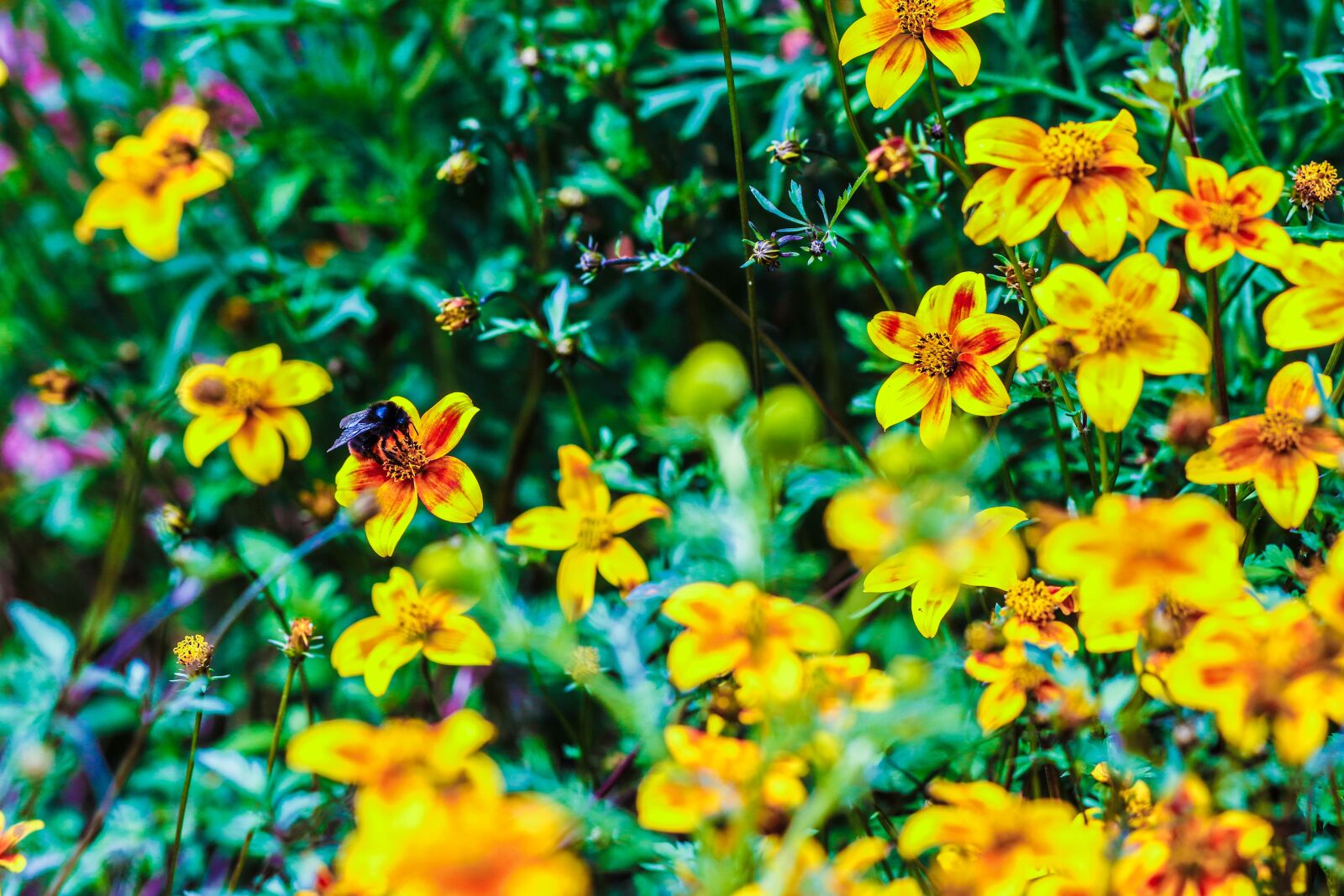 Canon EOS 7D Mark II sample photo. Flower, bumble bee, insect photography