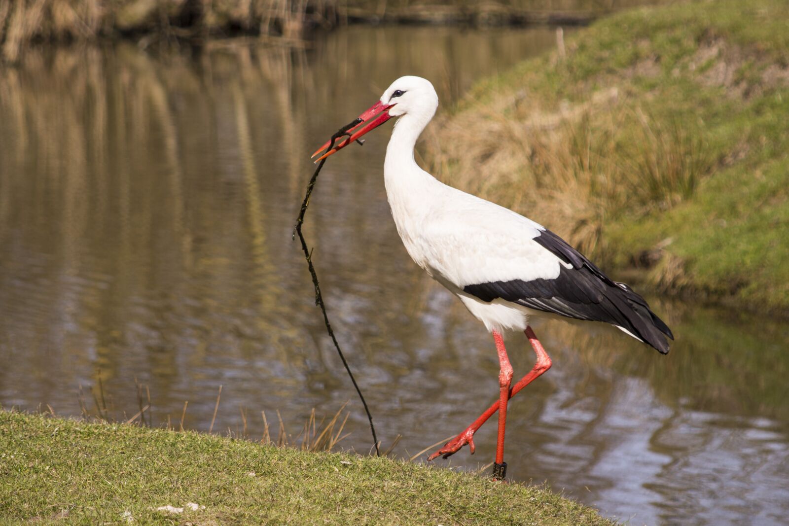 Canon EF 55-200mm F4.5-5.6 II USM sample photo. Nature, animal world, bird photography