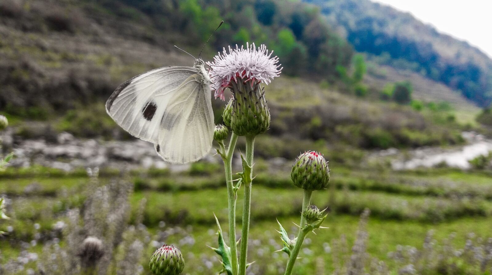 Samsung Galaxy J5(2016) sample photo. Butterfly, insect, animal photography
