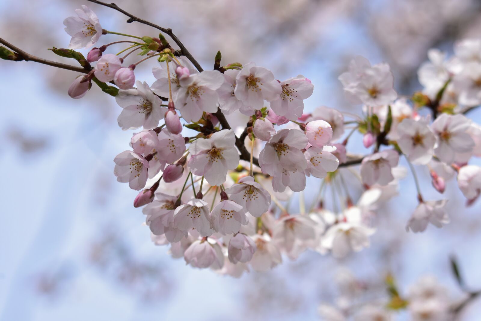 Nikon D7200 sample photo. Natural, landscape, plant photography